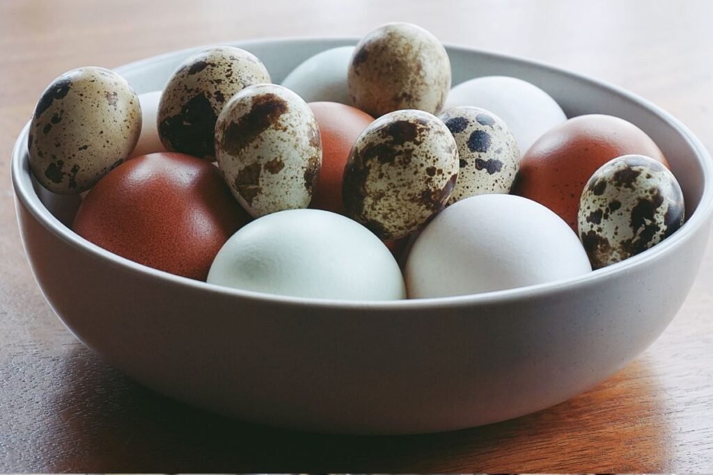 Putpelių kiaušiniai vs vištų kiaušiniai