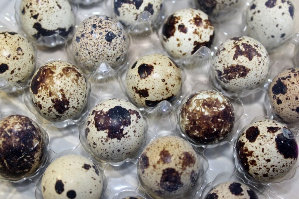 Putpelių kiaušiniai