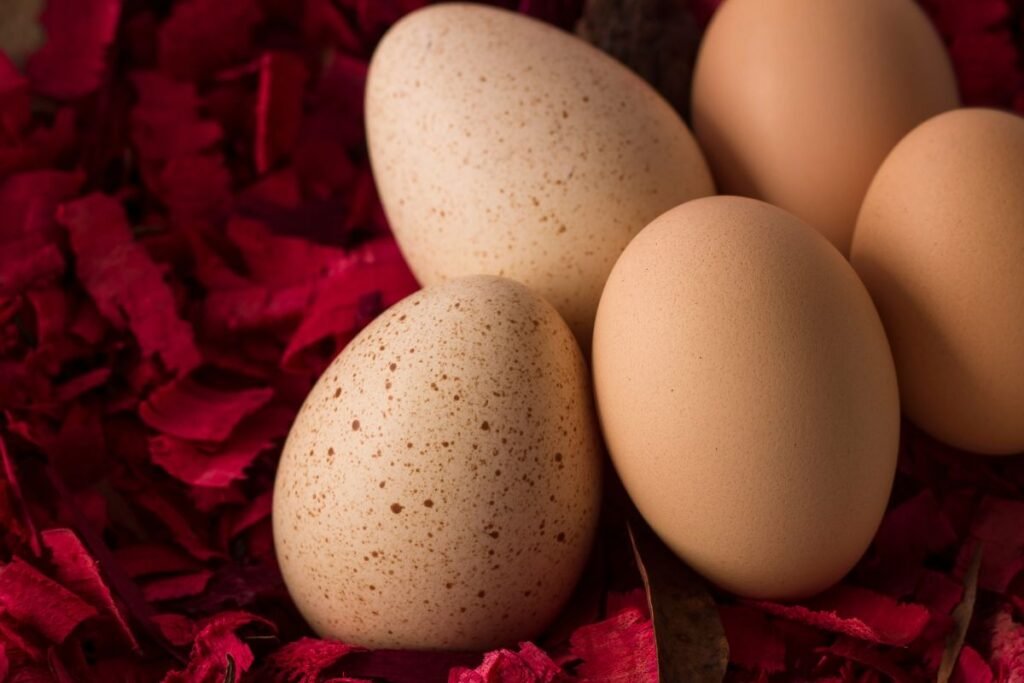 Kalakutų kiaušiniai – retenybė lėkštėje. Kuo jie skiriasi nuo vištų kiaušinių?