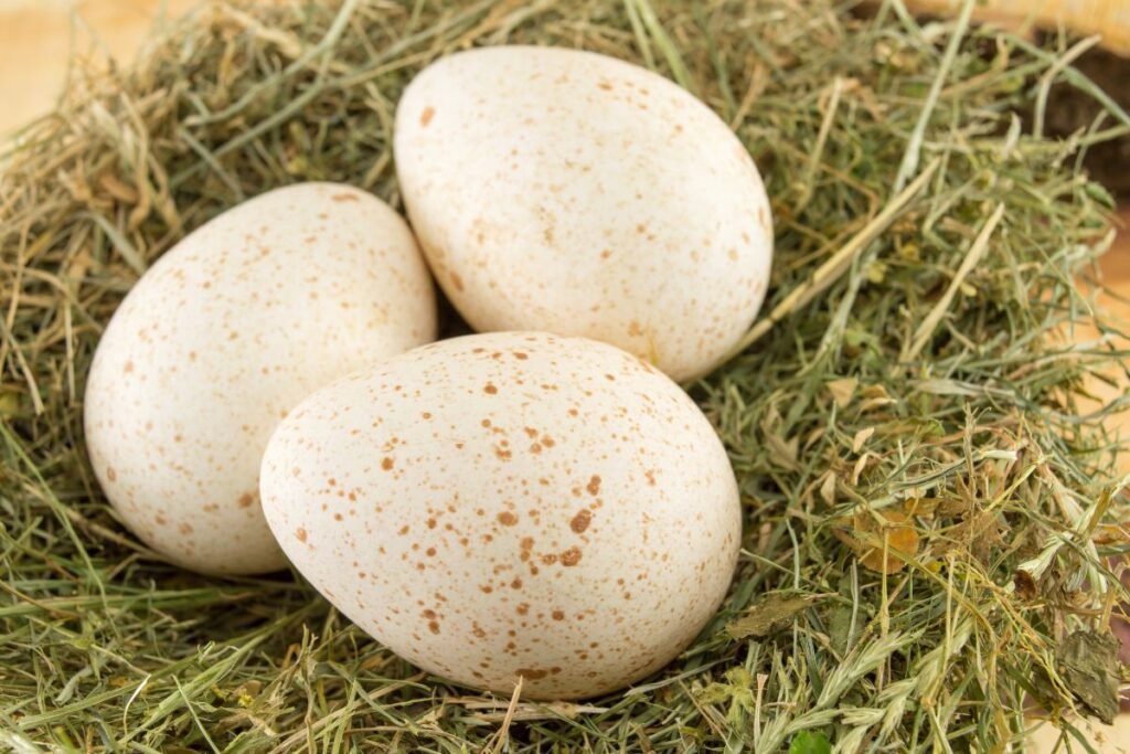 Kalakutų kiaušiniai – retenybė lėkštėje. Kuo jie skiriasi nuo vištų kiaušinių?