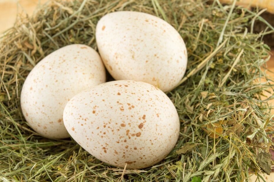 Kalakutų kiaušiniai – retenybė lėkštėje. Kuo jie skiriasi nuo vištų kiaušinių?