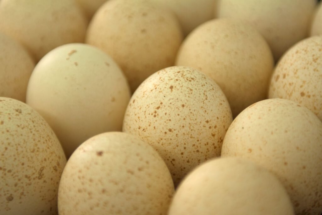 Kalakutų kiaušiniai